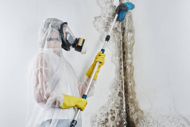 Best Commercial Mold Removal  in Middleburg, PA