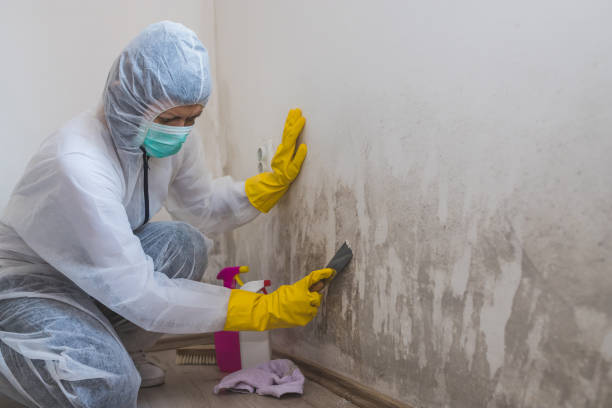 Mold Removal Process in Middleburg, PA