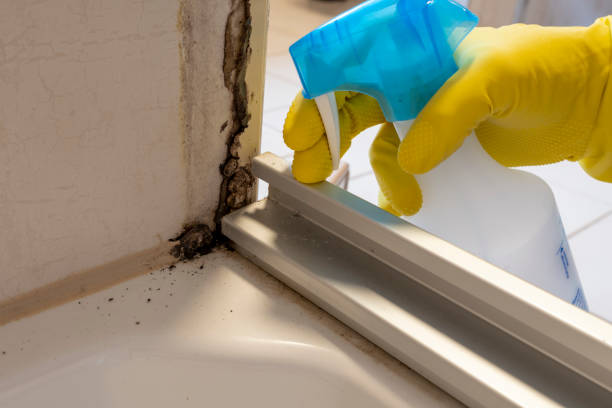 Best Mold Damage Repair  in Middleburg, PA