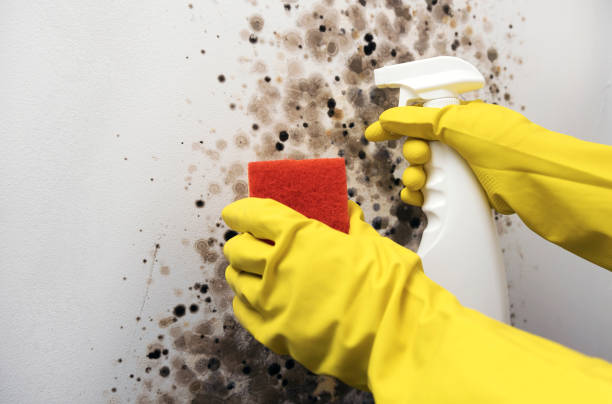 Best Mold Remediation  in Middleburg, PA