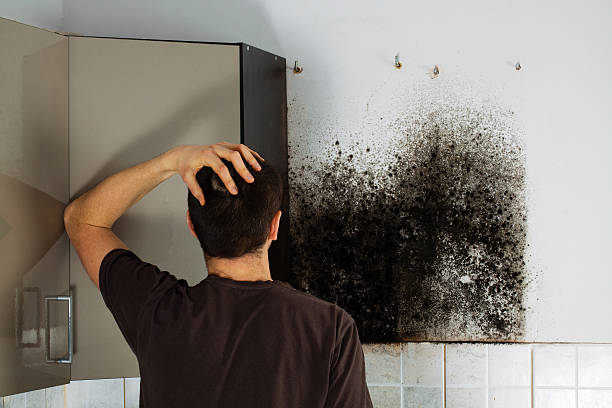 Mold Removal and Inspection in Middleburg, PA