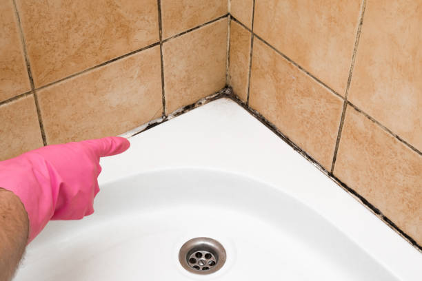 Best Certified Mold Removal  in Middleburg, PA